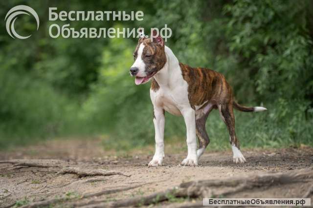 Тигровый кобель Амстаффтерьера 6 месяцев ркф