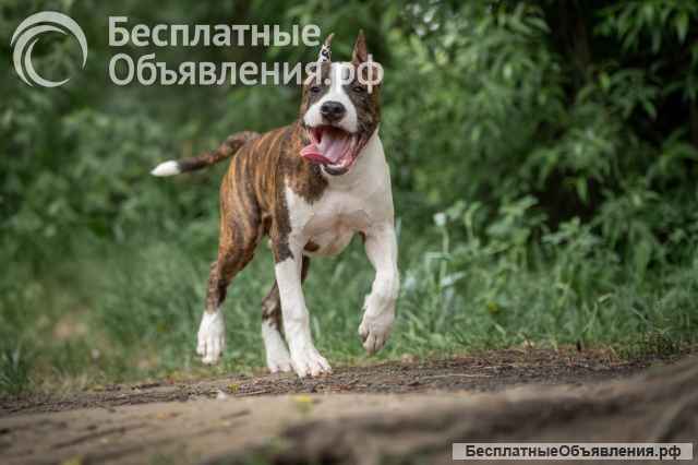 Тигровый кобель Амстаффтерьера 6 месяцев ркф