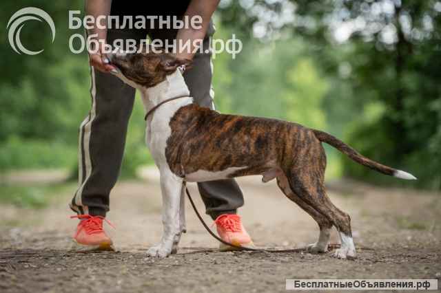 Тигровый кобель Амстаффтерьера 6 месяцев ркф