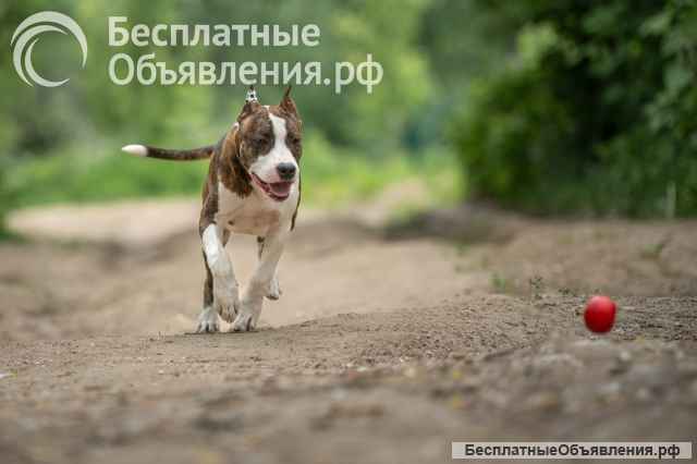 Тигровый кобель Амстаффтерьера 6 месяцев ркф