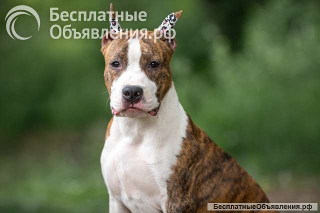 Шикарный тигровый кобель Амстаффа 6 месяцев ркф