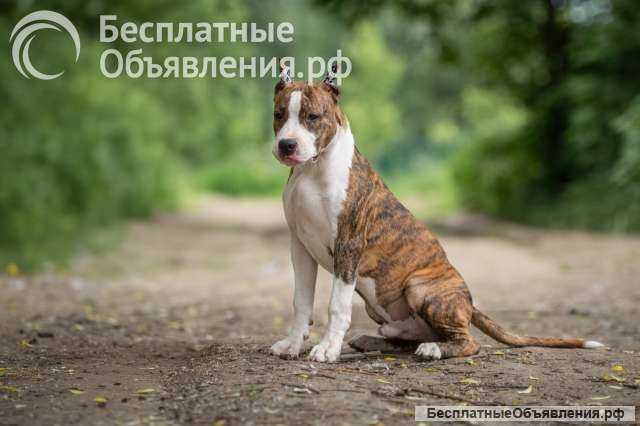 Шикарный тигровый кобель Амстаффа 6 месяцев ркф