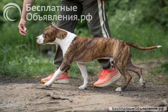 Шикарный тигровый кобель Амстаффа 6 месяцев ркф