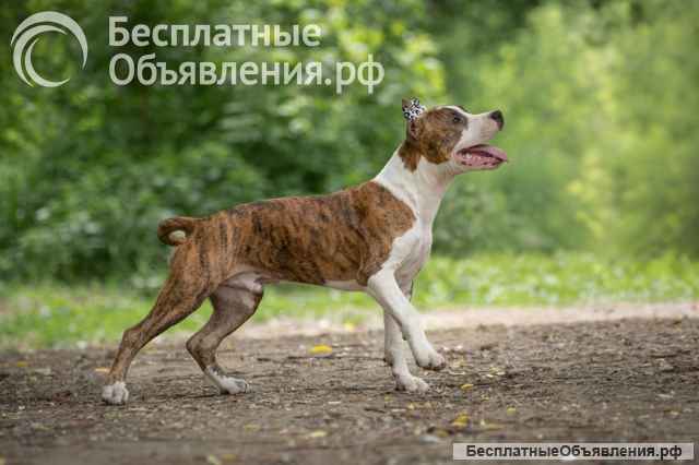 Шикарный тигровый кобель Амстаффа 6 месяцев ркф