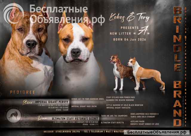 Шикарный тигровый кобель Амстаффа 6 месяцев ркф