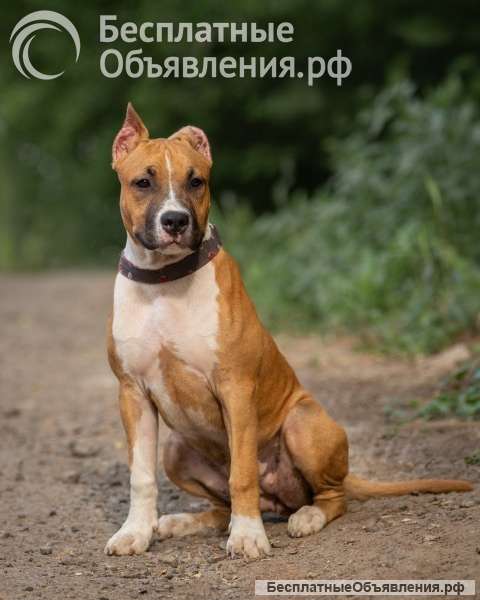 Рыжие суки Амстаффтерьера 6 месяцев ркф
