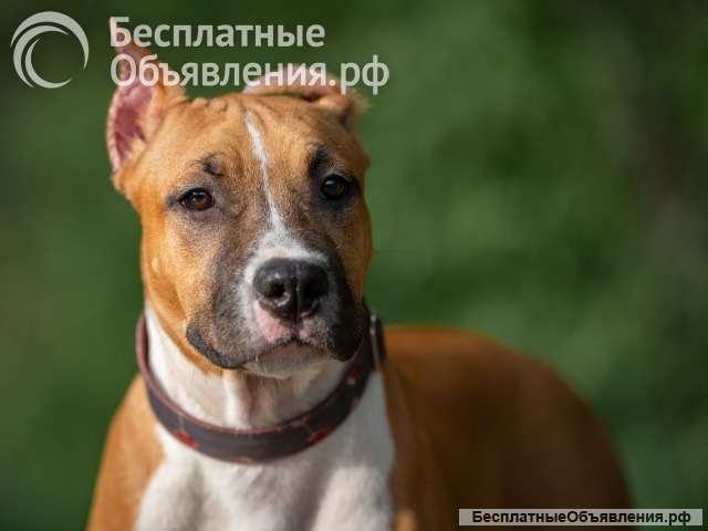 Рыжие суки Амстаффтерьера 6 месяцев ркф
