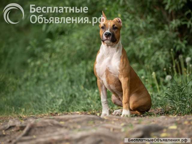 Рыжие суки Амстаффтерьера 6 месяцев ркф