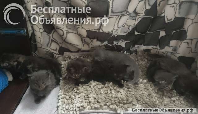 Котята мейн-кун