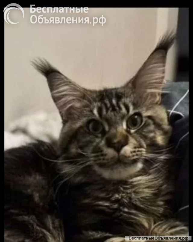 Котята мейн-кун