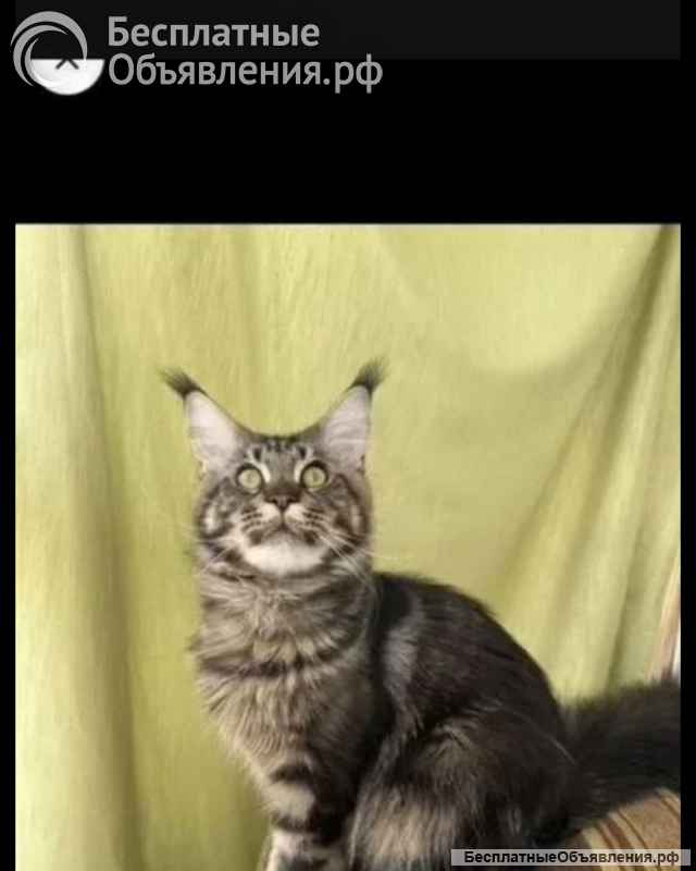 Котята мейн-кун