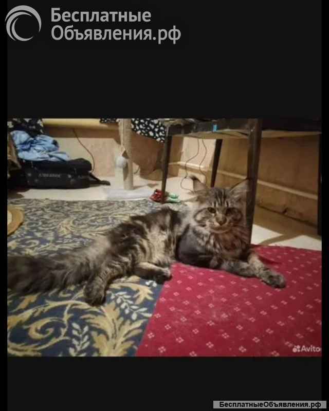 Котята мейн-кун
