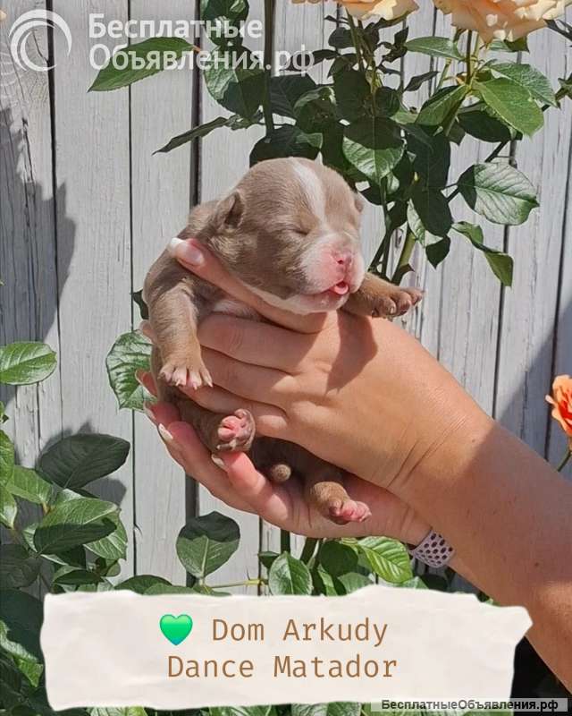 Американский булли