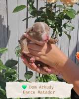 Американский булли