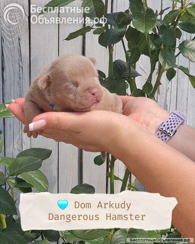 Американский булли