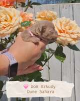 Американский булли