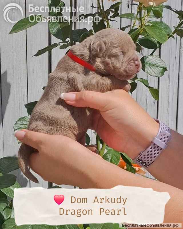 Американский булли