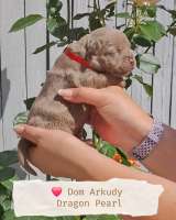 Американский булли
