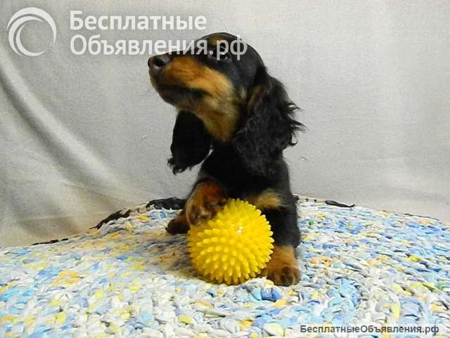 Такса миниатюрная щенки