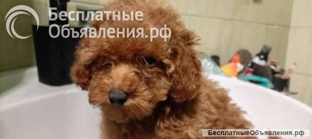Щенки той-пуделя красного окраса