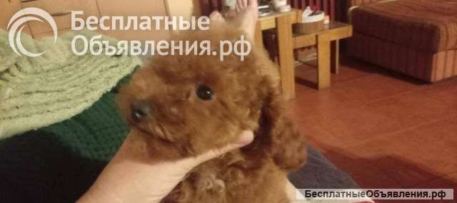 Щенки той-пуделя красного окраса