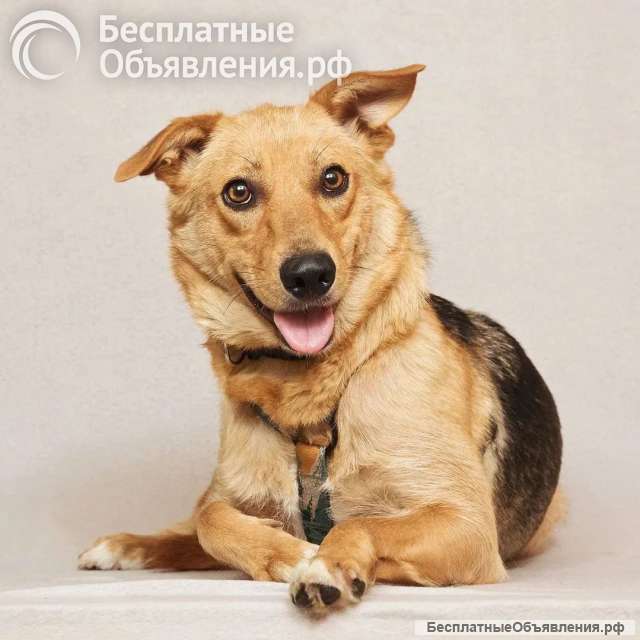 Майя ищет дом