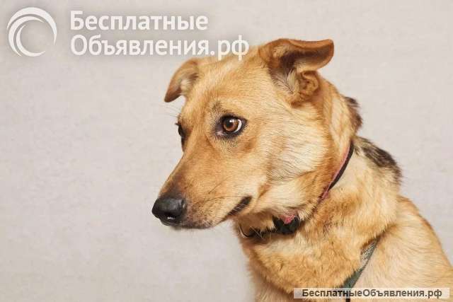 Майя ищет дом