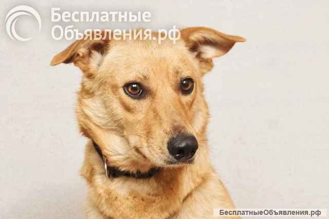 Майя ищет дом