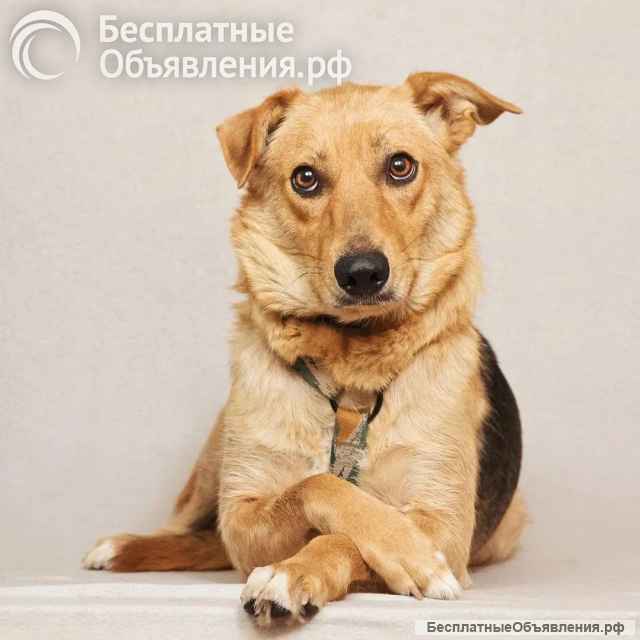 Майя ищет дом