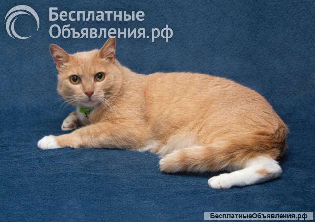 Марсик ищет дом