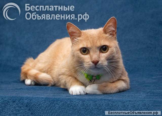Марсик ищет дом
