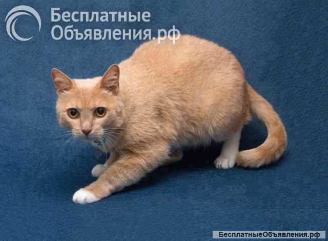 Марсик ищет дом