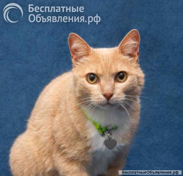 Марсик ищет дом