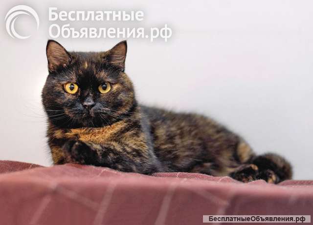Злата, маленькое черепаховое солнышко с янтарными глазами ищет дом