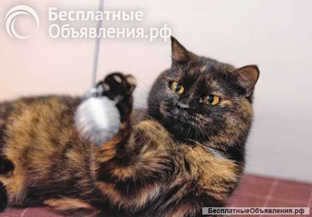 Злата, маленькое черепаховое солнышко с янтарными глазами ищет дом