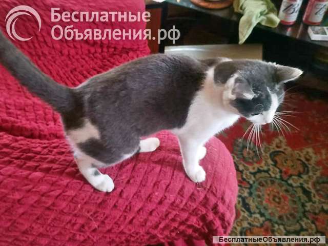 Ищет дом кошечка-подросток Снежана
