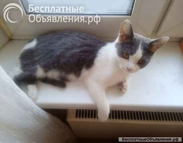 Ищет дом кошечка-подросток Снежана