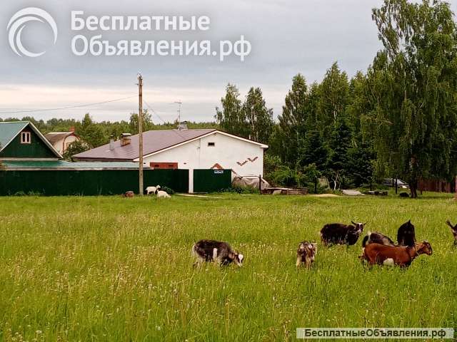 Личное подсобное хозяйство, дом, земля
