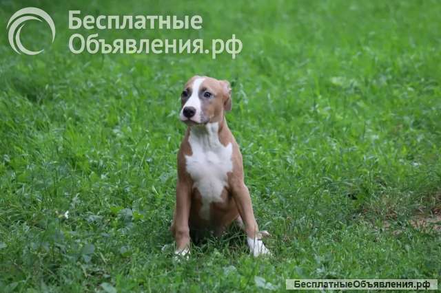 Голубо-палевые девочки Амстаффтерьера 4месяца