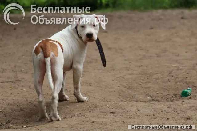 Бело-рыжие девочки Амстаффтерьера 5 месяцев