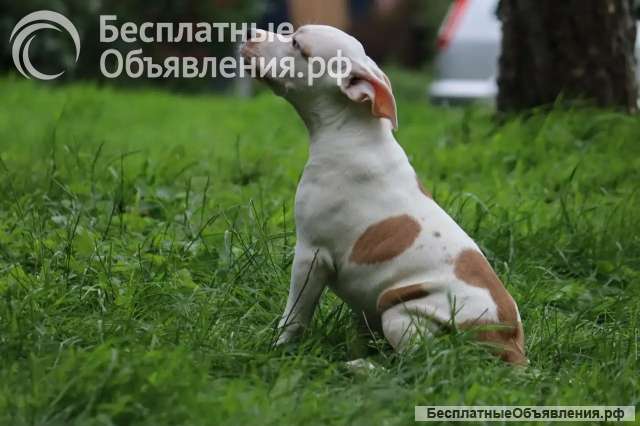 Очаровательные мальчики Амстаффтерьера 4 месяца