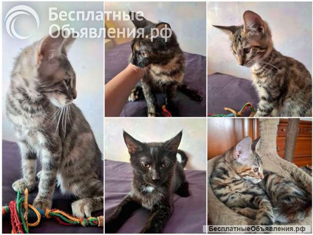 Ищут дом самые замечательные малыши-котята