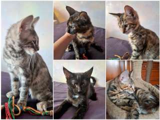 Ищут дом самые замечательные малыши-котята