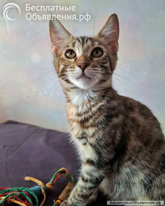 Ищут дом самые замечательные малыши-котята