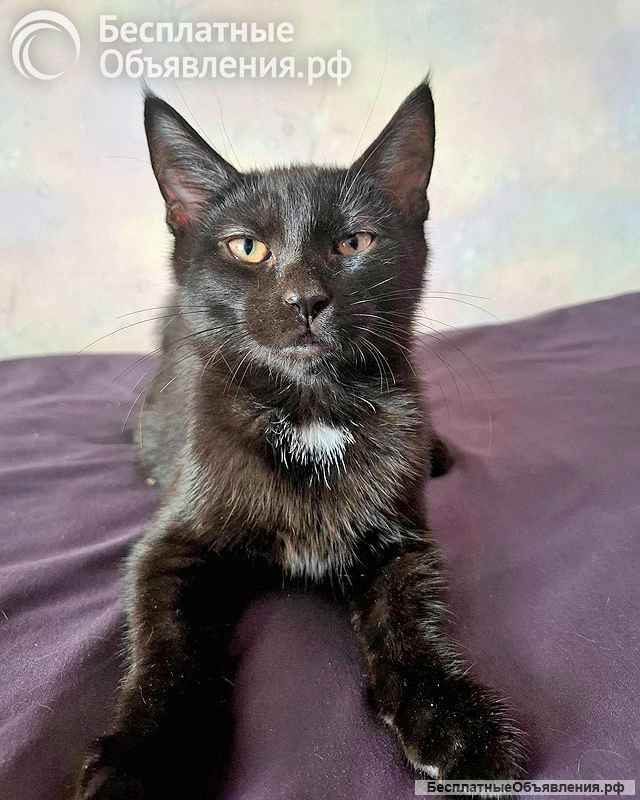 Ищут дом самые замечательные малыши-котята