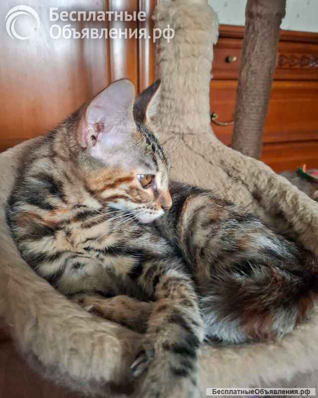 Ищут дом самые замечательные малыши-котята