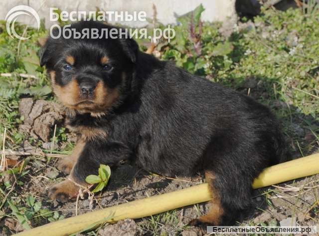 Ротвейлер