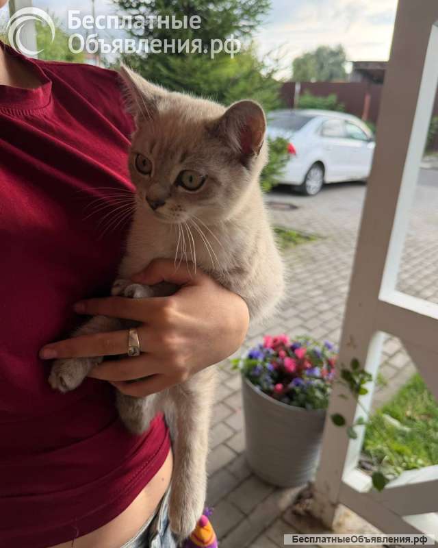 Котята британцы бесплатно