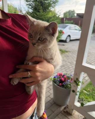 Котята британцы бесплатно