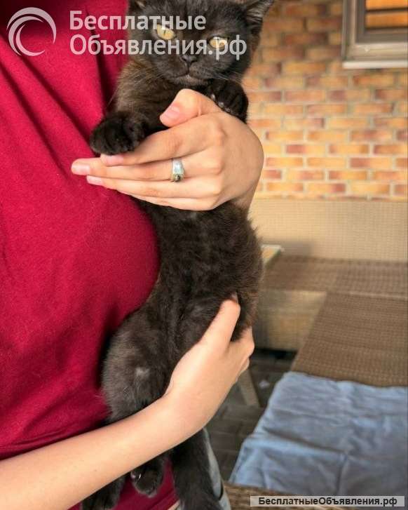 Котята британцы бесплатно